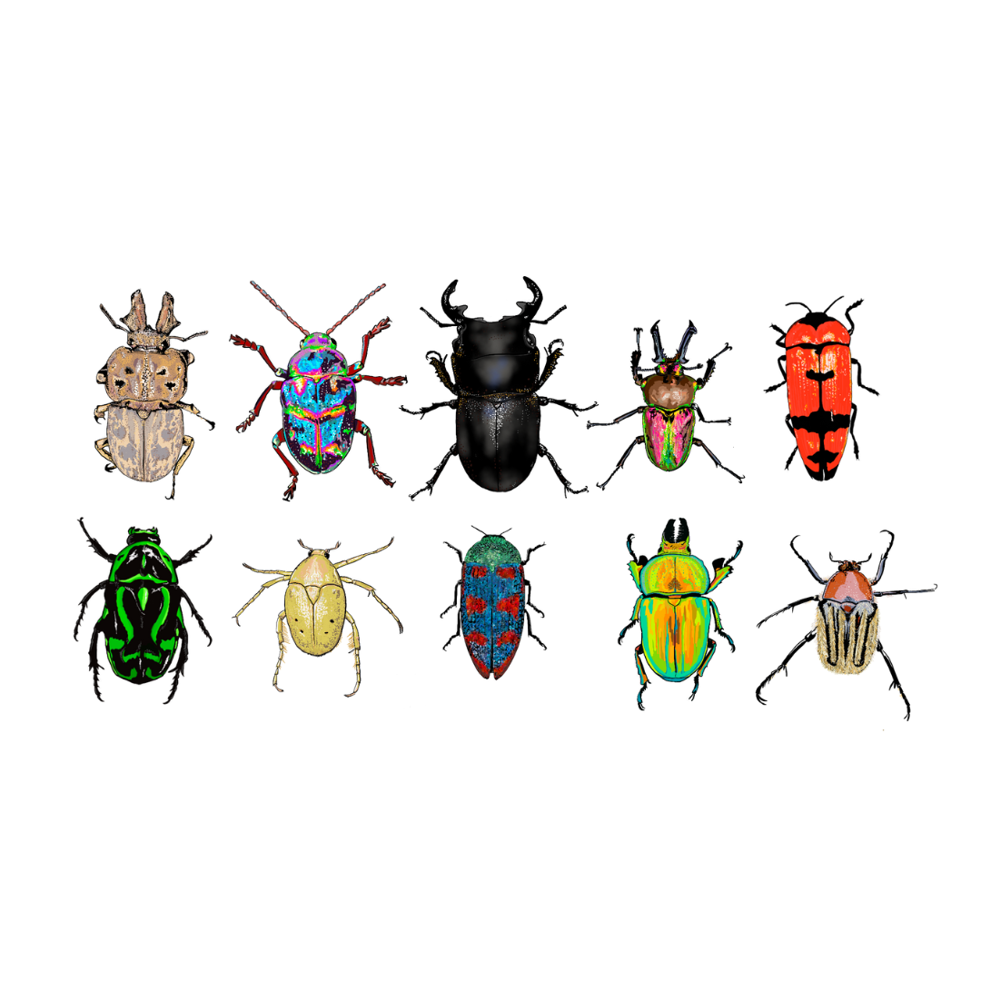 The Beetles and Co
