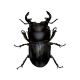 Stag Beetle Classic Organic T shirt