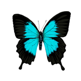 Ulysses Shallowtail Butterfly Crop T shirt