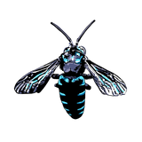 Blue Cuckoo Bee T shirt