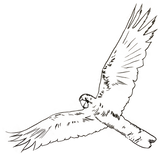 Glossy Black Cockatoo T shirt